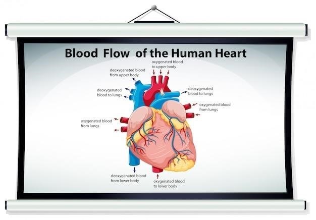 cardiac system pdf